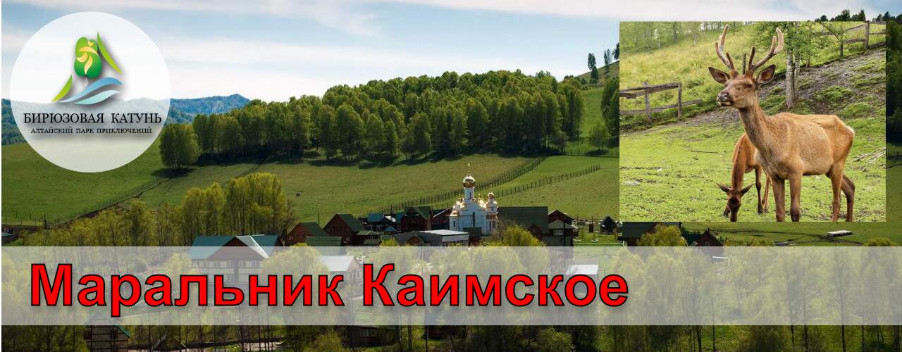 Маральник Каимское