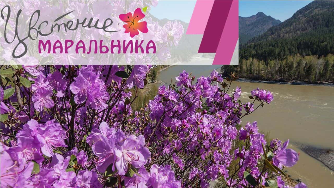 ПРАЗДНИК  "ЦВЕТЕНИЕ МАРАЛЬНИКА" 2017 на ТК Бирюзовая Катунь