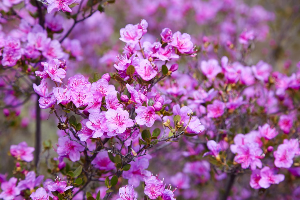 rododendron daurskij